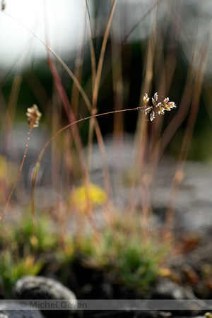 BadenÕs bluegrass; Poa badensis