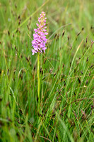 Dichte muggenorchis; Marsh Fragrant-orchid; Gymnadenia densiflor