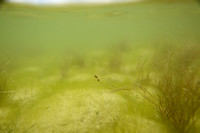 Draadfonteinkruid; Slender-leaved Pondweed; Potamogeton filiform