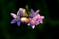 Duitse gentiaan - Chiltern gentian - Gentianella germanica