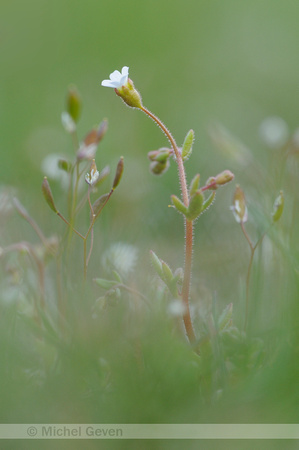 Kandelaartje; Rue-leaved saxifrage; Saxifraga tridactylites