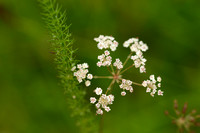 Kranskarwij - Whorled Caraway - Carum verticillatum