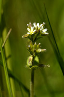 Kluwenhoornbloem; Sticky Mouse-ear; Cerastium glomeratum