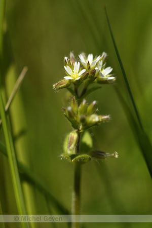 Kluwenhoornbloem; Sticky Mouse-ear; Cerastium glomeratum