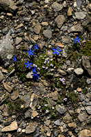 Gentiana schleicheri