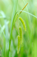 Hoge Cyperzegge - Cyperus Sedge - Carex pseudocyperus