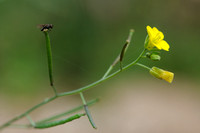 Grote Zandkool;Perennial wall-rocket;Diplotaxis tenuifolia