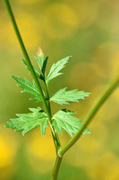 Grote bevernel; Greater burnet-saxifrage; Pimpinella major