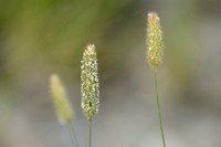 Klein Timoteegras; CatÕs tail; Phleum pratense subsp. serotinum