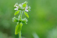 Akkerandoorn - Field Woundwort - Stachys arvensis