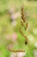 Europese hanenpoot - Cockspur - Echinochloa crus-galli