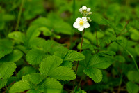 Grote bosaardbei; Musk Strawberry; Fragaria moschata