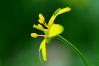bosgeelster;gagea lutea;yellow star-of-bethlehem;