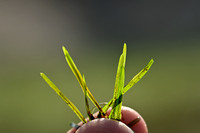 Tenger fonteinkruid; Lesser Pondweed; Potamogeton pusillus