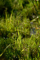 Klein trilgras; Lesser Quacking-grass; Briza minor