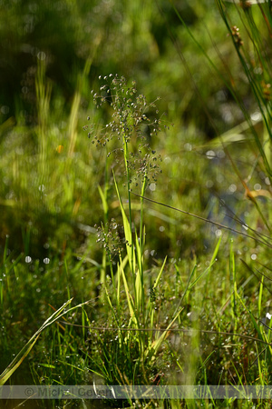 Klein trilgras; Lesser Quacking-grass; Briza minor