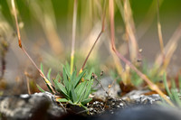 Baden's bluegrass; Poa badensis