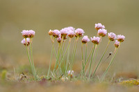 Strandkruidfamilie - Plumbaginaceae