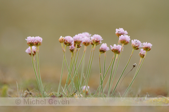 Engels Gras; Thrift; Armeria maritima