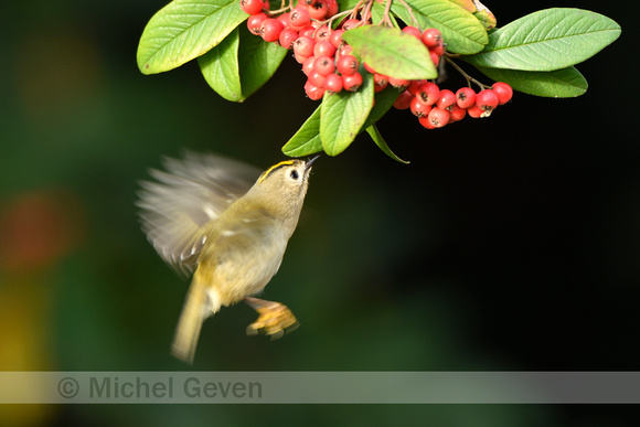 Goudhaan; Goldcrest; Regulus regulus