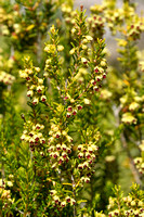 Bezemdophei; Broom Heath; Erica scoparia