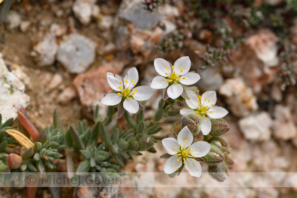 Spergula macrorrhiza