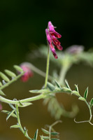 Vicia atropurpurea