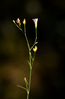 Gipskruid; Low baby's breath; Gypsophila muralis