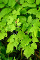 Christoffelkruid; Baneberry; Actaea spicata