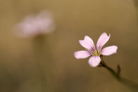 Gipskruid; Low Baby's breath; Gypsophila muralis;