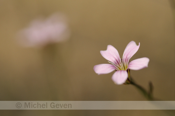 Gipskruid; Low Baby's breath; Gypsophila muralis;