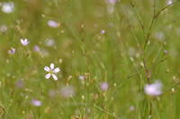 Gipskruid; Low baby's breath; Gypsophila muralis