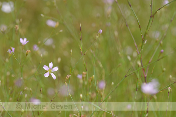 Gipskruid; Low baby's breath; Gypsophila muralis