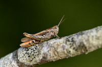 Steppesprinkhaan; Penumbra Grasshopper; Chorthippus vagans