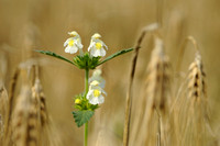 Bleekgele Hennepnetel; Downy Hemp Nettle; Hempnettle; Galeopsis