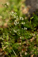 Galium obliquum