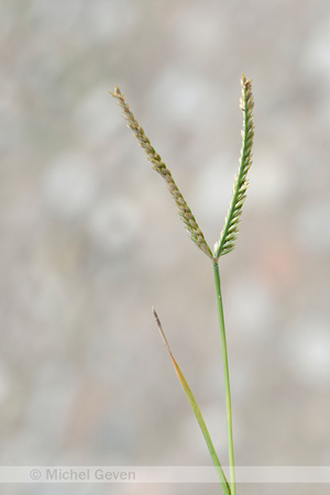 Dallis-grass; Paspalum silatatum
