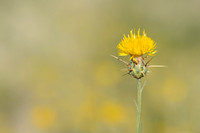 Zomercentaurie; Yellow Star-thistle; Centaurea solstitialis