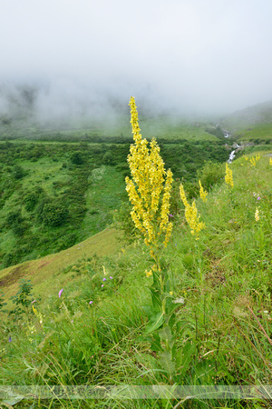 Melige Toorts; White Mullein; Verbascum lychnitis