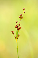 Platte Rus - Round-fruited Rush - Juncus compressus