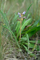 Blauwe bremraap; Yarrow Broomrape; Orobanche purpurea