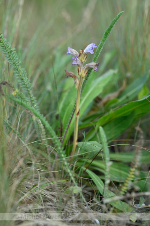 Blauwe bremraap; Yarrow Broomrape; Orobanche purpurea