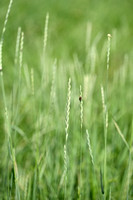 Veldkweek; Elymus campestris; subsp. campestris