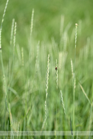 Veldkweek; Elymus campestris; subsp. campestris