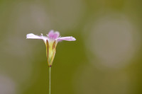 Gipskruid; Low baby's breath; Gypsophila muralis