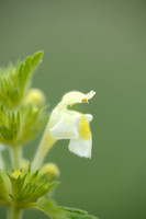 Bleekgele Hennepnetel; Downy Hemp Nettle; Galeopsis segetum