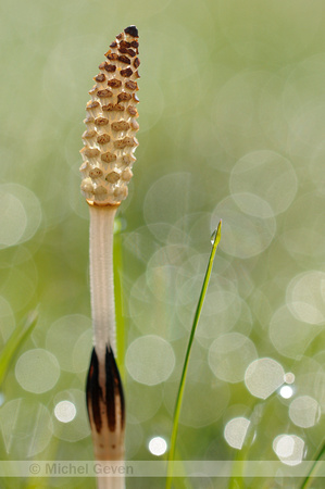 Heermoes; Field horsetail; Equisetum arvense