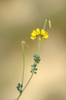 Klein Kroonkruid; Coronilla minima subsp. Minima