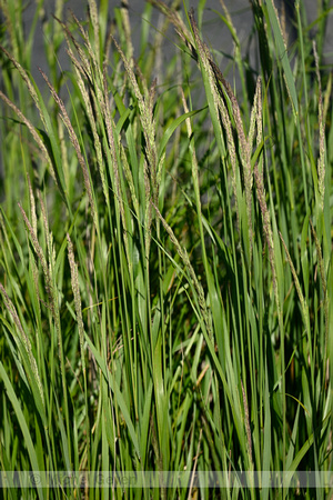 Duinriet; Wood Small-reed; Calamagrostis epigeios