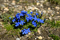 Gentiana schleicheri